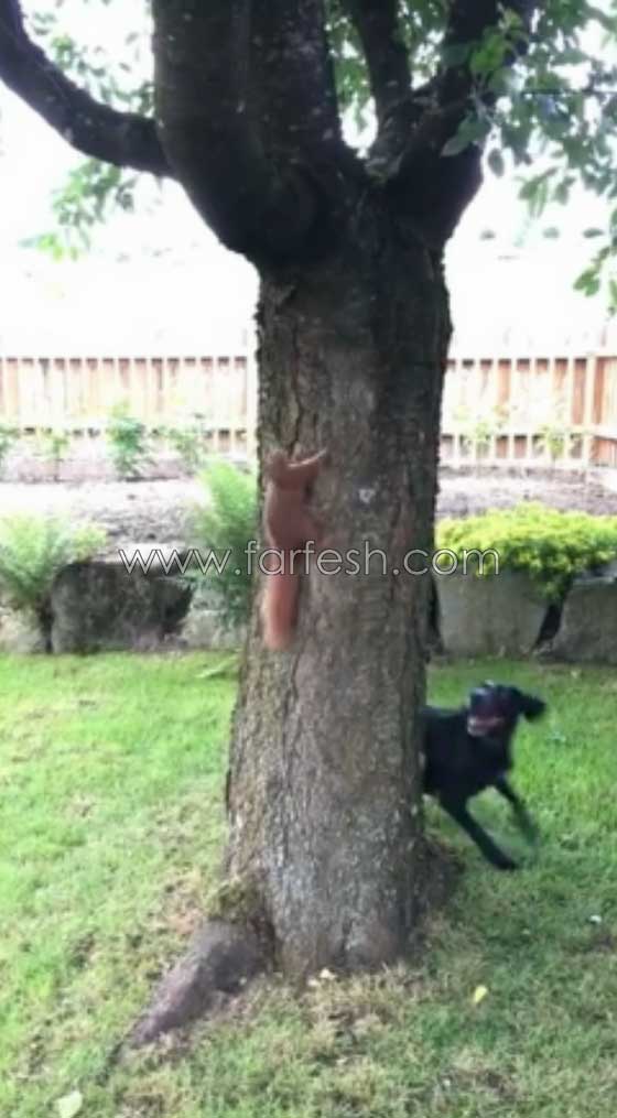 فيديو مدهش.. رد فعل سنجاب ذكي أثناء مطاردة كلب له صورة رقم 6 فيديو مدهش.. رد فعل سنجاب ذكي أثناء مطاردة كلب له صورة رقم 6