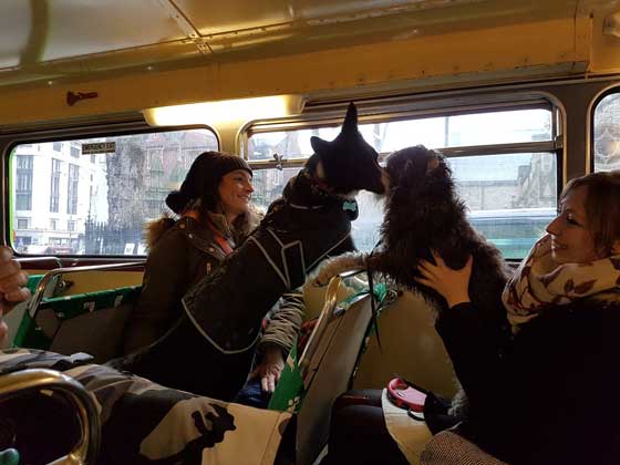 جولات سياحية للكلاب بالحافلات في شوارع العاصمة لندن صورة رقم 9
