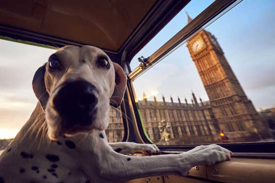 جولات سياحية للكلاب بالحافلات في شوارع العاصمة لندن صورة رقم 19