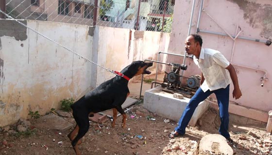 فيديو وصور.. حيوانات كانت اليفة قبل ان تأكل اصحابها ومربيها! صورة رقم 11