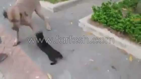 فيديو رائع: قطة تهاجم كلبا هائلا لتدافع عن صغارها صورة رقم 6