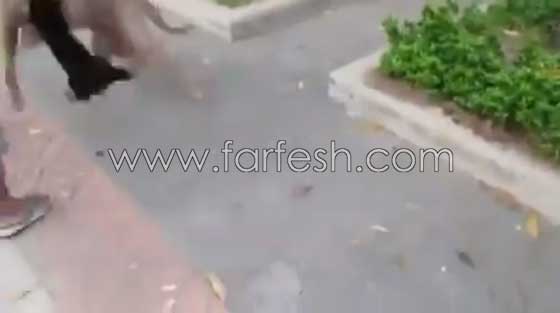 فيديو رائع: قطة تهاجم كلبا هائلا لتدافع عن صغارها صورة رقم 8