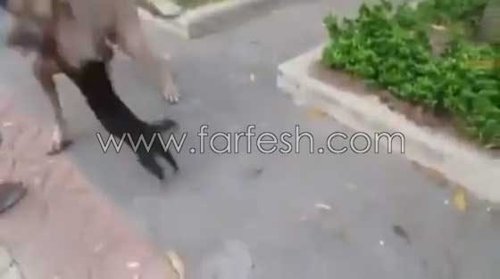 فيديو رائع: قطة تهاجم كلبا هائلا لتدافع عن صغارها صورة رقم 7