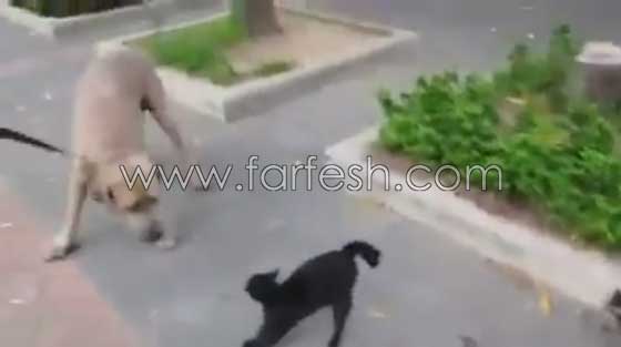 فيديو رائع: قطة تهاجم كلبا هائلا لتدافع عن صغارها صورة رقم 5