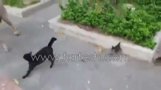 فيديو رائع: قطة تهاجم كلبا هائلا لتدافع عن صغارها صورة رقم 4