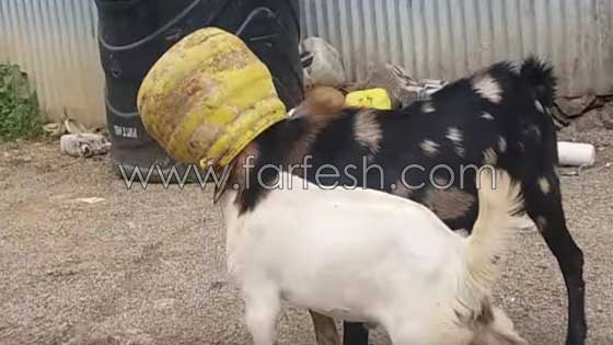فيديو طريف: ماعزتان جائعتان تحشران رأسيهما في دلو بحثا عن الطعام صورة رقم 5