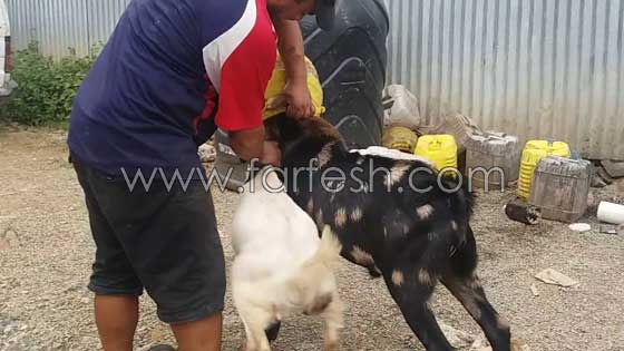 فيديو طريف: ماعزتان جائعتان تحشران رأسيهما في دلو بحثا عن الطعام صورة رقم 6