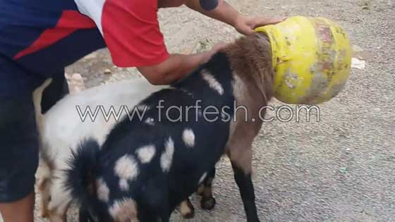 فيديو طريف: ماعزتان جائعتان تحشران رأسيهما في دلو بحثا عن الطعام صورة رقم 7