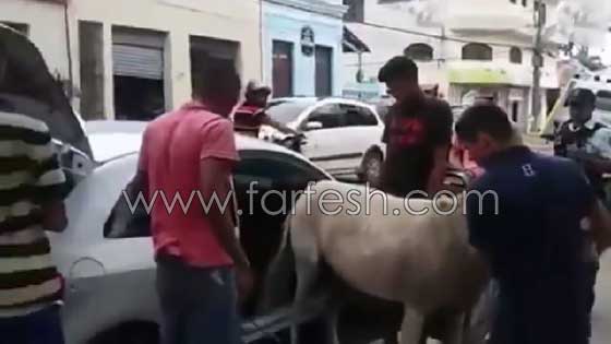 سرقوا حمارا لاستبداله بماعز واقامة حفلة لوالدة احد اللصوص.. فيديو صورة رقم 4
