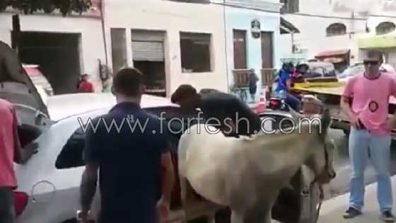 سرقوا حمارا لاستبداله بماعز واقامة حفلة لوالدة احد اللصوص.. فيديو صورة رقم 5