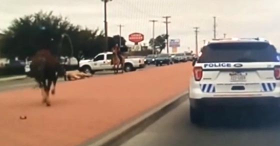مطاردة مثيرة لثور هارب من مسلخ في تكساس.. شاهد الفيديو صورة رقم 1