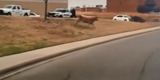 مطاردة مثيرة لثور هارب من مسلخ في تكساس.. شاهد الفيديو صورة رقم 2