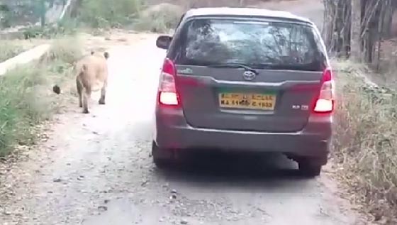 فيديو مثير.. اسد غاضب يهاجم سيارة سفاري ويثير رعب ركابها صورة رقم 1
