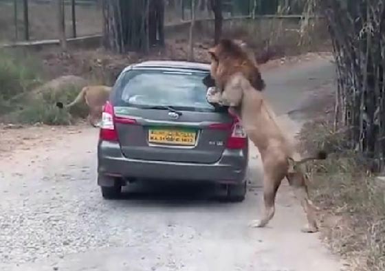 فيديو مثير.. اسد غاضب يهاجم سيارة سفاري ويثير رعب ركابها صورة رقم 3
