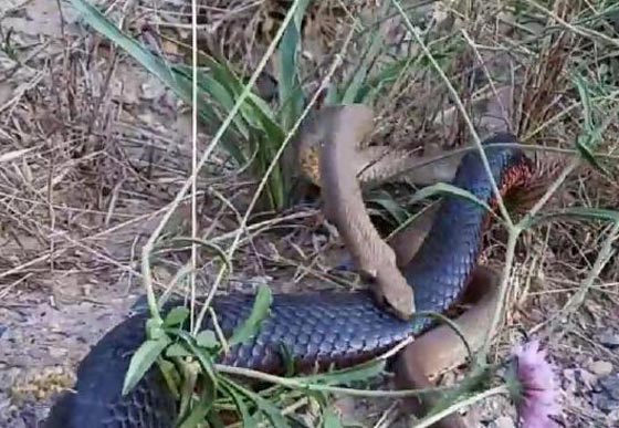 قتال حتى الموت بين ثعبانين يرصده صياد افاعي بالفيديو صورة رقم 2