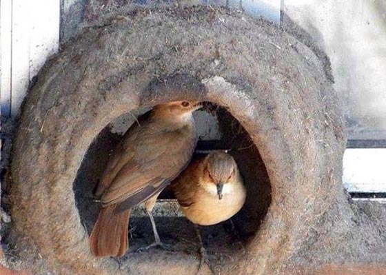 حصان يبكي وطيور تنتحر.. عادات حيوانات غريبة في البرازيل صورة رقم 3