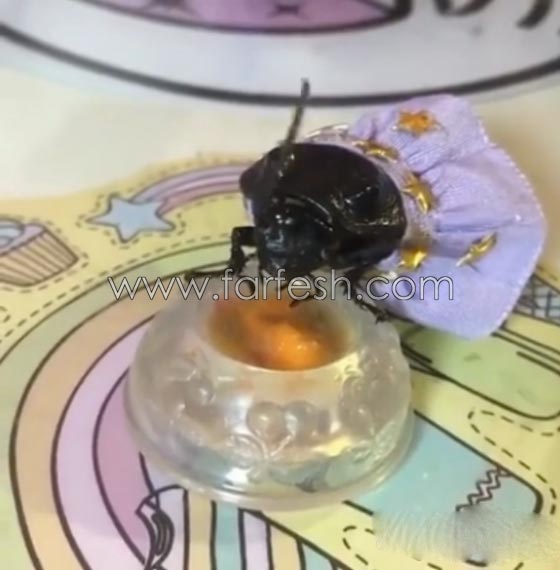 فيديو غريب: صرصار يتناول الإفطار مرتديا تنورة! صورة رقم 5