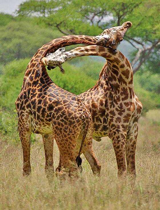 فيديو مدهش: معركة الزرافات صاحبات الرقاب الطويلة! صورة رقم 7 فيديو مدهش: معركة الزرافات صاحبات الرقاب الطويلة! صورة رقم 7