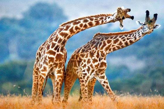 فيديو مدهش: معركة الزرافات صاحبات الرقاب الطويلة! صورة رقم 12 فيديو مدهش: معركة الزرافات صاحبات الرقاب الطويلة! صورة رقم 12