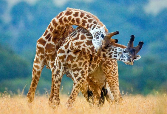 فيديو مدهش: معركة الزرافات صاحبات الرقاب الطويلة! صورة رقم 8 فيديو مدهش: معركة الزرافات صاحبات الرقاب الطويلة! صورة رقم 8