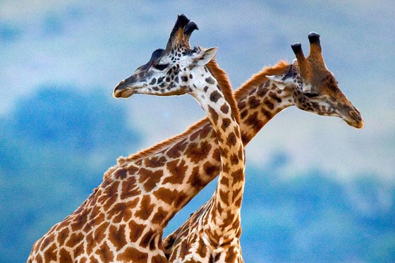 فيديو مدهش: معركة الزرافات صاحبات الرقاب الطويلة! صورة رقم 16 فيديو مدهش: معركة الزرافات صاحبات الرقاب الطويلة! صورة رقم 16