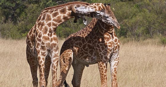 فيديو مدهش: معركة الزرافات صاحبات الرقاب الطويلة! صورة رقم 3 فيديو مدهش: معركة الزرافات صاحبات الرقاب الطويلة! صورة رقم 3