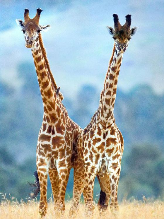 فيديو مدهش: معركة الزرافات صاحبات الرقاب الطويلة! صورة رقم 17 فيديو مدهش: معركة الزرافات صاحبات الرقاب الطويلة! صورة رقم 17