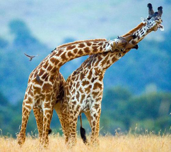 فيديو مدهش: معركة الزرافات صاحبات الرقاب الطويلة! صورة رقم 11 فيديو مدهش: معركة الزرافات صاحبات الرقاب الطويلة! صورة رقم 11