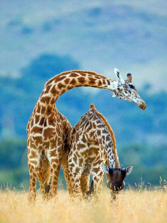 فيديو مدهش: معركة الزرافات صاحبات الرقاب الطويلة! صورة رقم 10 فيديو مدهش: معركة الزرافات صاحبات الرقاب الطويلة! صورة رقم 10