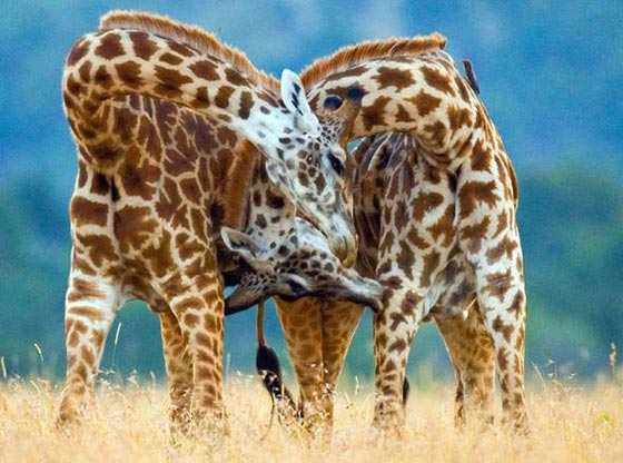 فيديو مدهش: معركة الزرافات صاحبات الرقاب الطويلة! صورة رقم 9 فيديو مدهش: معركة الزرافات صاحبات الرقاب الطويلة! صورة رقم 9