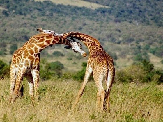 فيديو مدهش: معركة الزرافات صاحبات الرقاب الطويلة! صورة رقم 4 فيديو مدهش: معركة الزرافات صاحبات الرقاب الطويلة! صورة رقم 4