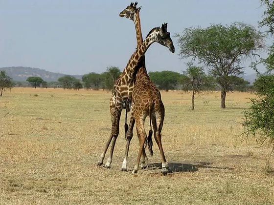 فيديو مدهش: معركة الزرافات صاحبات الرقاب الطويلة! صورة رقم 6 فيديو مدهش: معركة الزرافات صاحبات الرقاب الطويلة! صورة رقم 6