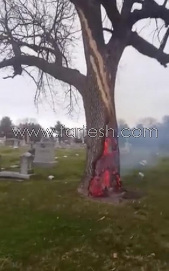 حدث غريب.. صاعقة تضرب شجرة في مقبرة وتحرقها من الداخل! صورة رقم 1