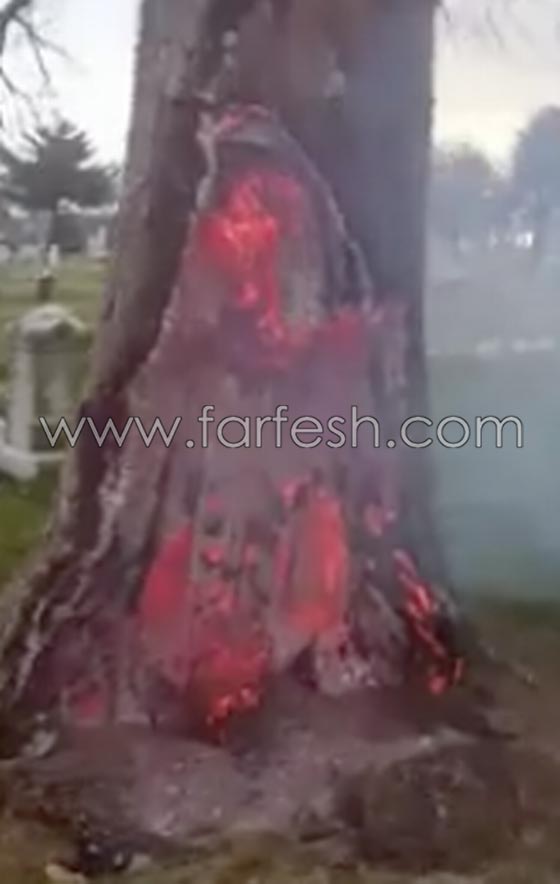 حدث غريب.. صاعقة تضرب شجرة في مقبرة وتحرقها من الداخل! صورة رقم 2