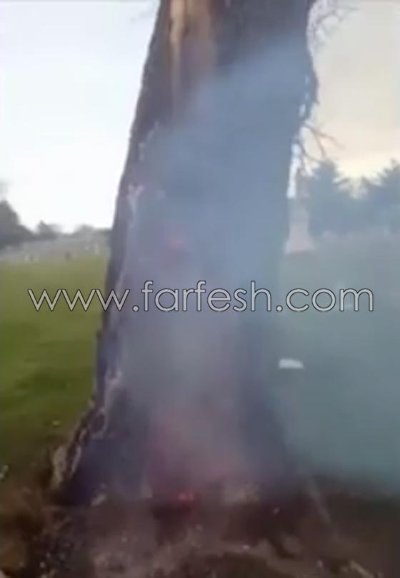 حدث غريب.. صاعقة تضرب شجرة في مقبرة وتحرقها من الداخل! صورة رقم 4