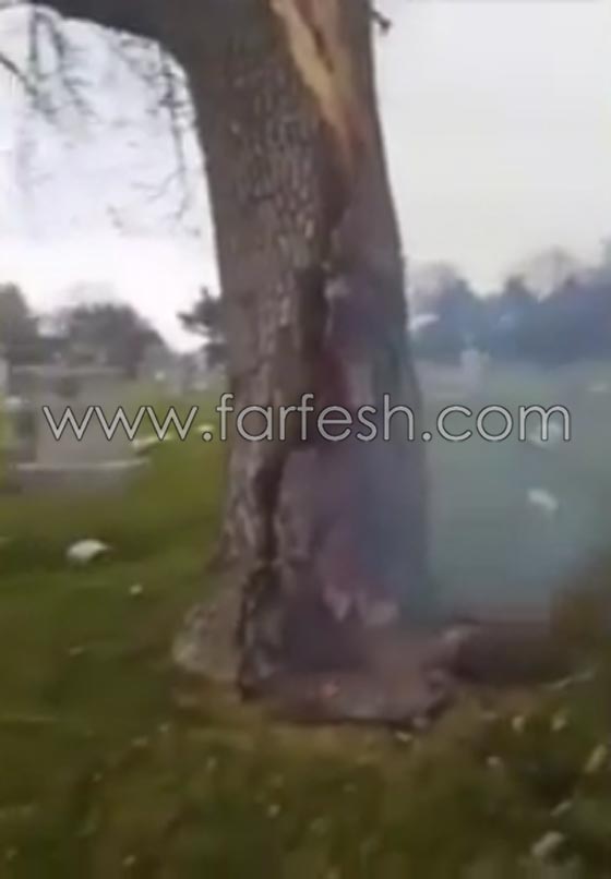 حدث غريب.. صاعقة تضرب شجرة في مقبرة وتحرقها من الداخل! صورة رقم 5
