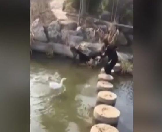 فيديو طريف.. وزة تهاجم فتاة حاولت عبور نهر صورة رقم 1