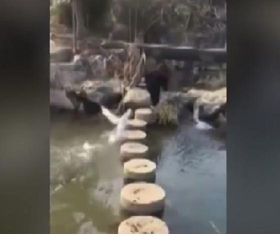 فيديو طريف.. وزة تهاجم فتاة حاولت عبور نهر صورة رقم 2