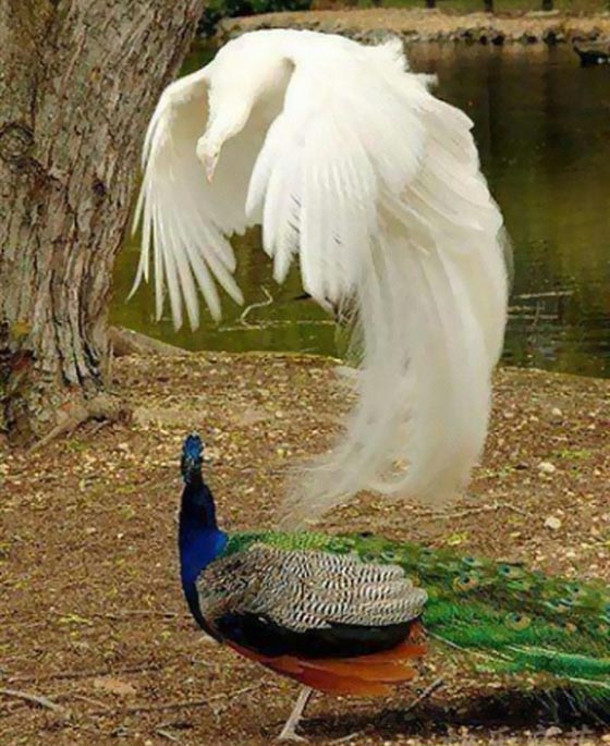  صور مذهلة من الصعب ان تصدق انها ليست فوتوشوب! صورة رقم 27
