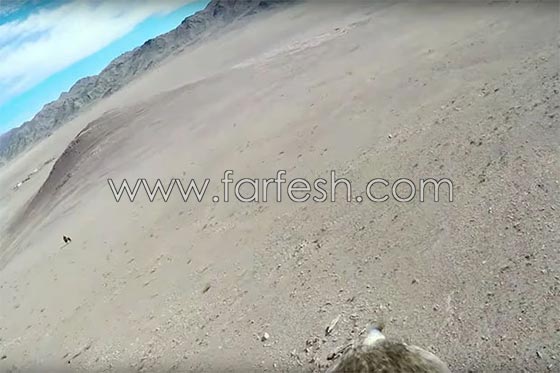 نسر يصور لحظة انقضاضه على ثعلب من ساحة المعركة.. فيديو صورة رقم 5