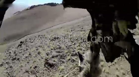 نسر يصور لحظة انقضاضه على ثعلب من ساحة المعركة.. فيديو صورة رقم 2