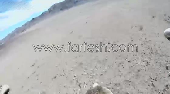 نسر يصور لحظة انقضاضه على ثعلب من ساحة المعركة.. فيديو صورة رقم 4