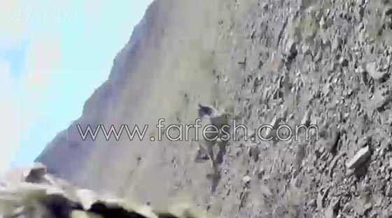 نسر يصور لحظة انقضاضه على ثعلب من ساحة المعركة.. فيديو صورة رقم 6