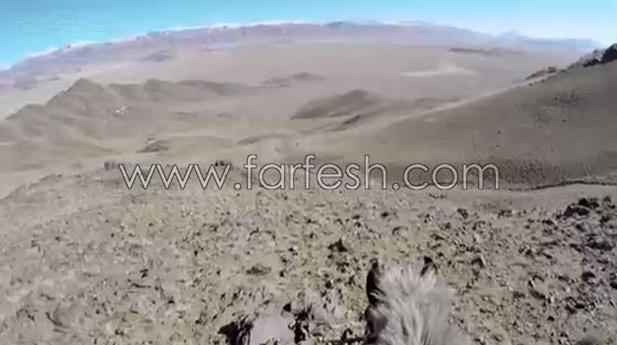 نسر يصور لحظة انقضاضه على ثعلب من ساحة المعركة.. فيديو صورة رقم 1