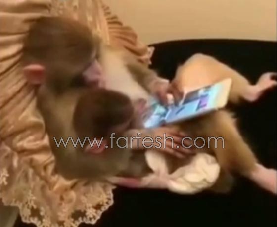 تماما مثل البشر.. قرد يحتضن صغيرة ويتصفح جهاز لوحي! فيديو صورة رقم 1 تماما مثل البشر.. قرد يحتضن صغيرة ويتصفح جهاز لوحي! فيديو صورة رقم 1