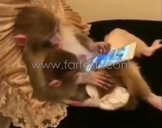 تماما مثل البشر.. قرد يحتضن صغيرة ويتصفح جهاز لوحي! فيديو صورة رقم 2 تماما مثل البشر.. قرد يحتضن صغيرة ويتصفح جهاز لوحي! فيديو صورة رقم 2