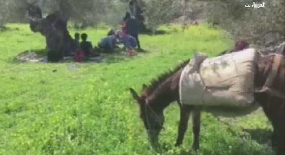 ليست مزحة.. شركة سياحة فلسطينية رأسمالها اسطول من الحمير! فيديو صورة رقم 3