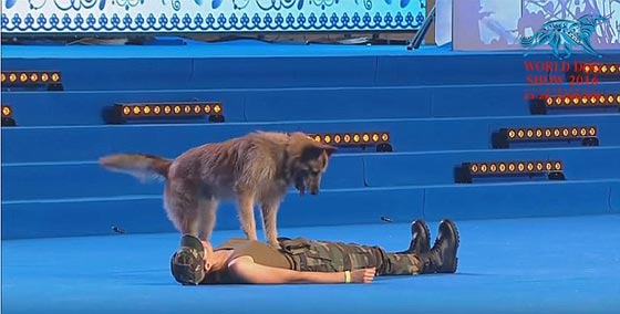 فيديو مدهش.. كلب مدرب يجري عملية انعاش وتنفس لمدربته! صورة رقم 4