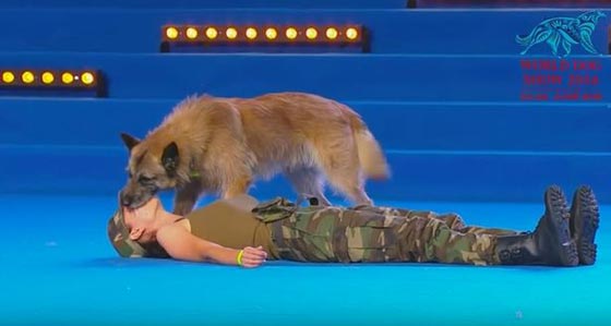 فيديو مدهش.. كلب مدرب يجري عملية انعاش وتنفس لمدربته! صورة رقم 8