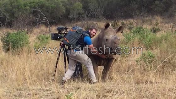 حيوان وحيد القرن يبدي إلفة غير معهودة تجاه مصور للحياة البرية! صورة رقم 4